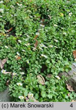 Arctanthemum arcticum (złocień arktyczny)