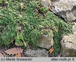 Thymus serpyllum Pygmaeus