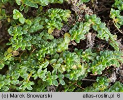 Thymus serpyllum Pygmaeus