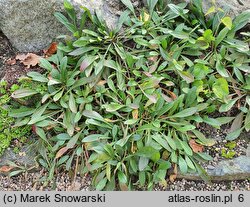 Aster diplostephioides