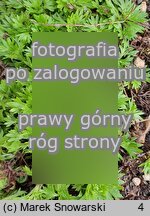 Saxifraga trifurcata (skalnica trójdzielna)
