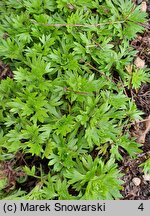 Saxifraga trifurcata (skalnica trójdzielna)