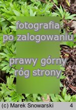Saxifraga trifurcata (skalnica trójdzielna)
