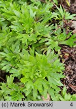 Saxifraga trifurcata (skalnica trójdzielna)