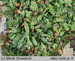 Pulmonaria Opal