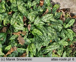 Pulmonaria Opal