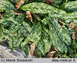 Pulmonaria Opal