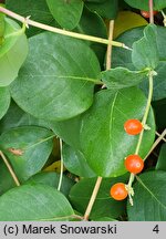 Lonicera ×brownii (wiciokrzew Browna)