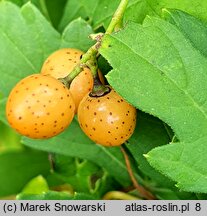 Ampelopsis aconitifolia Seattle