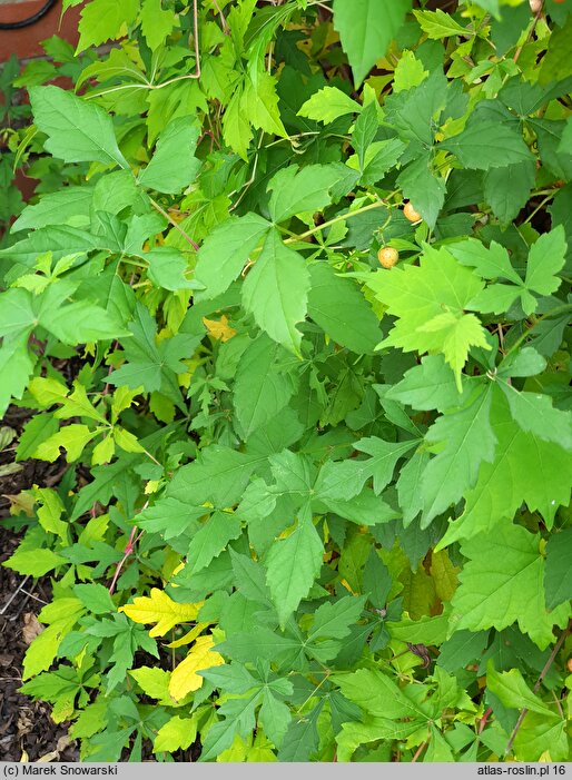 Ampelopsis aconitifolia Seattle