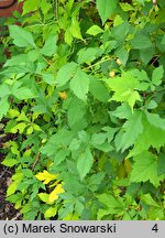 Ampelopsis aconitifolia Seattle