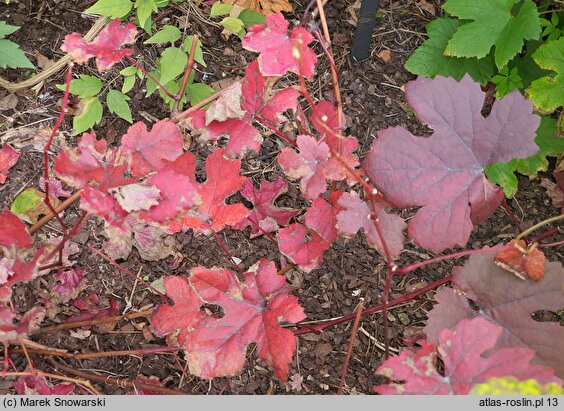 Vitis vinifera ssp. vinifera Purpurea