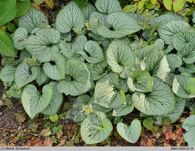 Brunnera macrophylla Silver Heart