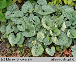 Brunnera macrophylla Silver Heart