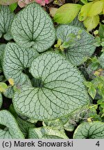 Brunnera macrophylla Silver Heart