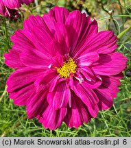 Cosmos bipinnatus Double Click