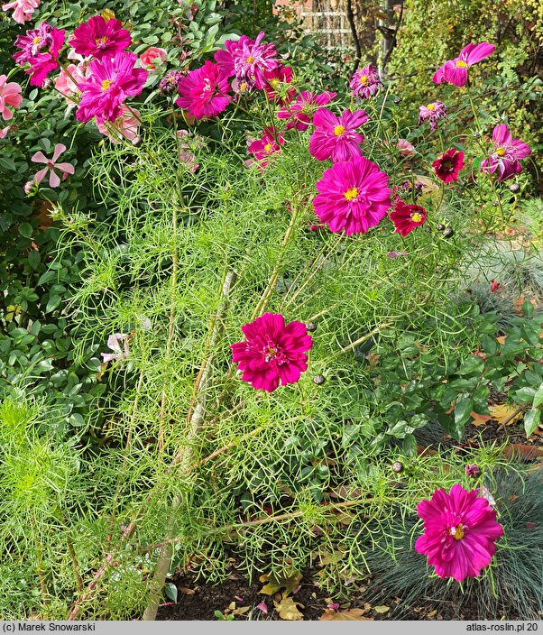 Cosmos bipinnatus Double Click