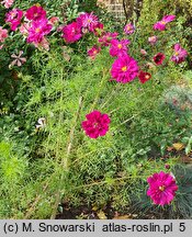 Cosmos bipinnatus Double Click