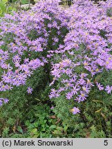 Aster sedifolius (aster wąskolistny)