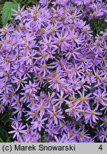 Aster sedifolius (aster wąskolistny)