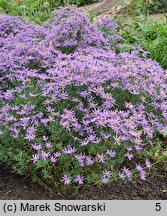 Aster sedifolius (aster wąskolistny)