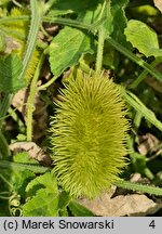 Cucumis anguria (ogórek antylski)