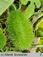 Cucumis anguria (ogórek antylski)