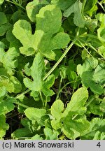 Cucumis anguria (ogórek antylski)