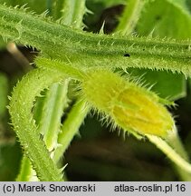 Cucumis anguria (ogórek antylski)