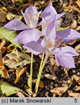 Crocus banaticus