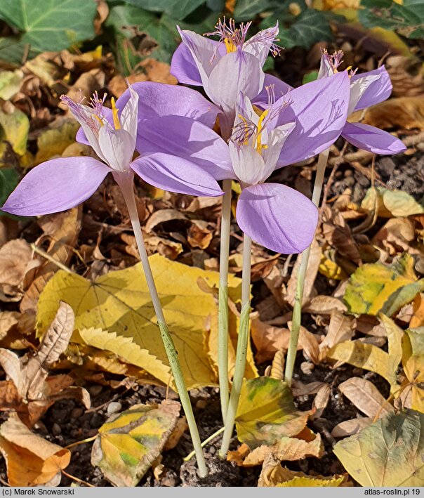 Crocus banaticus