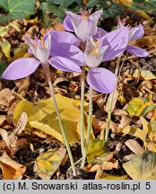 Crocus banaticus