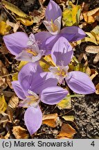 Crocus banaticus