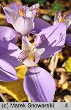 Crocus banaticus