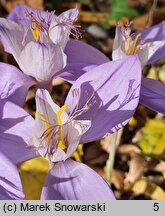 Crocus banaticus