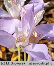 Crocus banaticus