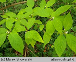 Callicarpa japonica Leucocarpa