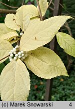 Callicarpa japonica Leucocarpa