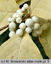 Callicarpa japonica Leucocarpa