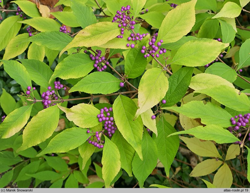 Callicarpa ×shirasawana (pięknotka Shirasawy)