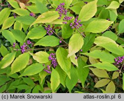 Callicarpa ×shirasawana (pięknotka Shirasawy)