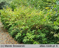 Callicarpa ×shirasawana (pięknotka Shirasawy)