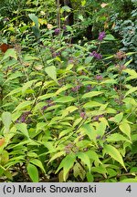 Callicarpa ×shirasawana (pięknotka Shirasawy)