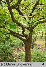 Sinofranchetia chinensis (sinofranszecja chińska)