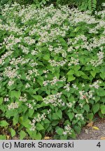 Eurybia macrophylla (aster wielkolistny)