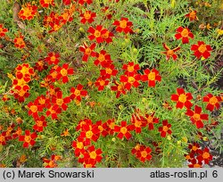 Tagetes tenuifolia (aksamitka wąskolistna)