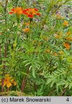 Tagetes tenuifolia (aksamitka wąskolistna)