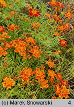 Tagetes tenuifolia (aksamitka wąskolistna)