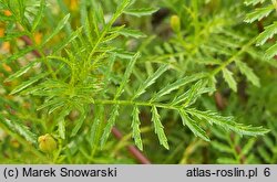 Tagetes tenuifolia (aksamitka wąskolistna)