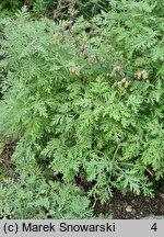 Artemisia frigida (bylica frędzlasta)